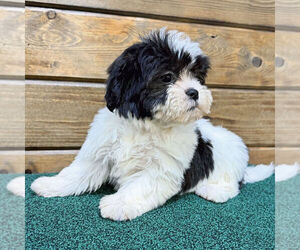 Zuchon Puppy for sale in BENTONVILLE, AR, USA
