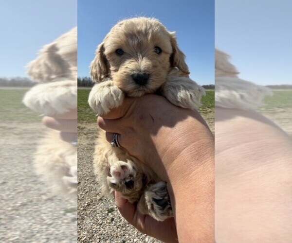 Medium Photo #1 Aussiedoodle Puppy For Sale in JEROME, MI, USA