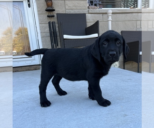 Medium Photo #1 Labrador Retriever Puppy For Sale in BEECH GROVE, IN, USA