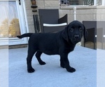Small Photo #1 Labrador Retriever Puppy For Sale in BEECH GROVE, IN, USA
