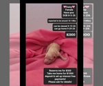 Image preview for Ad Listing. Nickname: Daisy