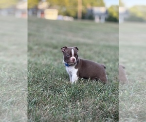 Boston Terrier Puppy for sale in CATONSVILLE, MD, USA