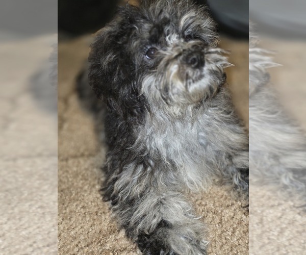 Medium Photo #5 ShihPoo Puppy For Sale in DYERSBURG, TN, USA
