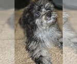 Small #4 ShihPoo