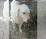 Small #3 Great Pyrenees