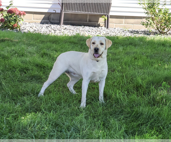 Medium Photo #2 Labrador Retriever Puppy For Sale in SYRACUSE, IN, USA