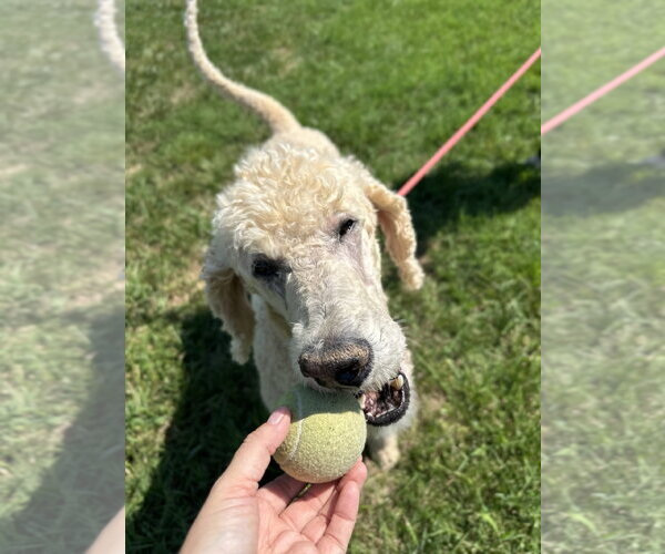 Medium Photo #4 Poodle (Standard) Puppy For Sale in Pacolet, SC, USA