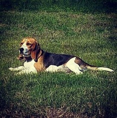 Mother of the Beagle puppies born on 09/09/2016