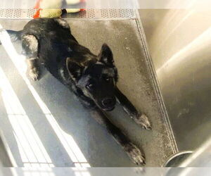 German Shepherd Dog-Unknown Mix Dogs for adoption in Orange, CA, USA