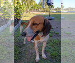 Small Photo #11 Beagle-Unknown Mix Puppy For Sale in Dunnellon, FL, USA