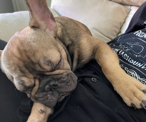 French Bulldog Puppy for sale in JACKSONVILLE, FL, USA