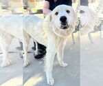 Small #4 Golden Pyrenees