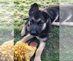 German Shepherd Dog Puppy for sale in EAST LYME, CT, USA