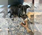 Pablo - Male Mutt Dog for Adoption - Small photo