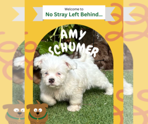 Shih Tzu-Unknown Mix Dogs for adoption in Victorville, CA, USA