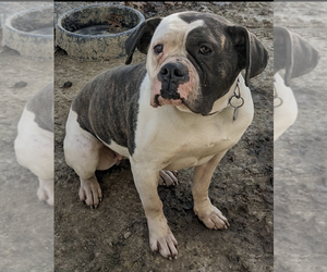 American Bulldog Dogs for adoption in NORTH RIDGEVILLE, OH, USA