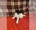Puppy Zorro Poodle (Miniature)