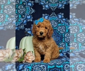 Goldendoodle (Miniature) Puppy for sale in STEVENS, PA, USA