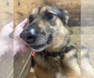 Adonis - Male German Shepherd Dog-Unknown Mix Dog for Adoption - Photo #3