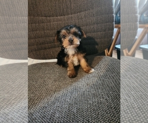 Yorkshire Terrier Puppy for sale in EAST BETHEL, MN, USA