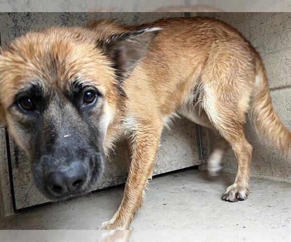 Medium Photo #1 Chow Chow-German Shepherd Dog Mix Puppy For Sale in Oklahoma City, OK, USA