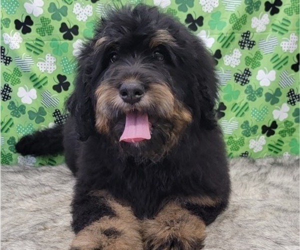 Medium Photo #4 Bernedoodle Puppy For Sale in BLAKESBURG, IA, USA