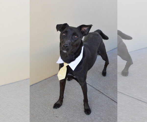 Medium Photo #2 Labrador Retriever-Unknown Mix Puppy For Sale in McKinney, TX, USA