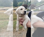 Small #12 Labrador Retriever