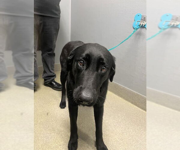 Medium Photo #1 Labrador Retriever-Unknown Mix Puppy For Sale in Las Vegas, NV, USA