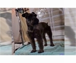 Small Photo #1 Schnauzer (Miniature) Puppy For Sale in BROOKSVILLE, FL, USA