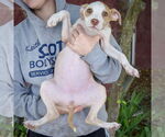 Small #2 American Staffordshire Terrier Mix