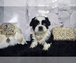 Small Photo #2 Shih Tzu Puppy For Sale in HAYWARD, CA, USA