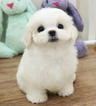 Small Photo #1 Maltese Puppy For Sale in SAN FRANCISCO, CA, USA