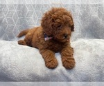 Small Photo #13 Goldendoodle (Miniature) Puppy For Sale in LAKELAND, FL, USA