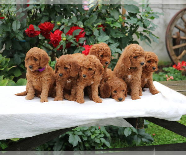 Medium Photo #2 Goldendoodle-Poodle (Miniature) Mix Puppy For Sale in MYERSTOWN, PA, USA