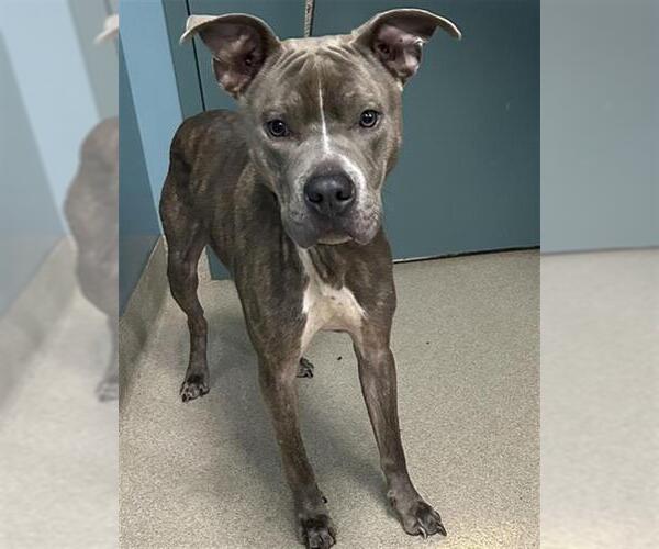 Medium Photo #1 Mutt Puppy For Sale in Newton, NC, USA