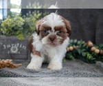 Small #1 Shih Tzu