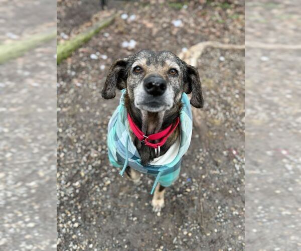 Medium Photo #7 Mutt Puppy For Sale in Elmsford, NY, USA