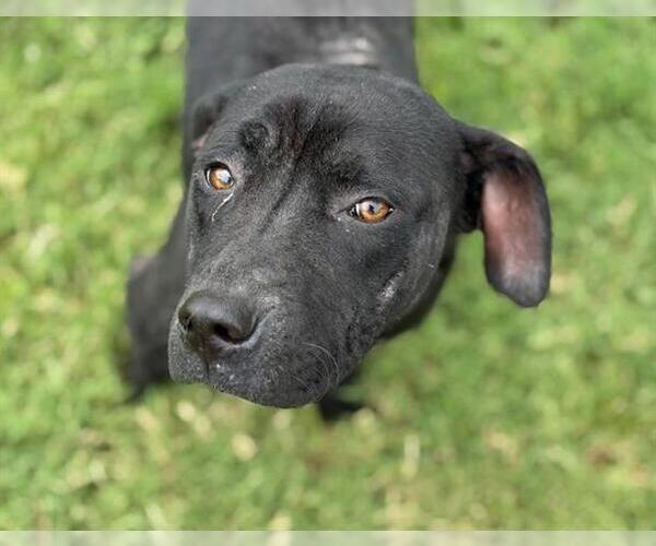 Medium Photo #1 American Pit Bull Terrier-Unknown Mix Puppy For Sale in Tulsa, OK, USA