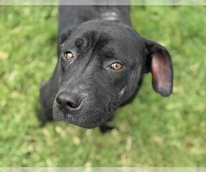 American Pit Bull Terrier-Unknown Mix Dogs for adoption in Tulsa, OK, USA