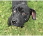Small American Pit Bull Terrier Mix