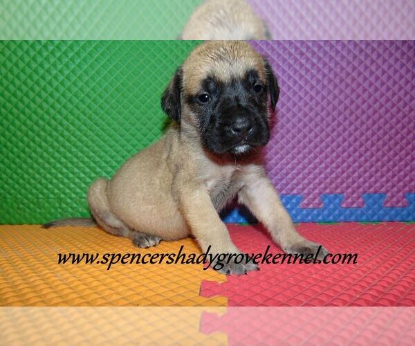 Medium Photo #3 Mastiff Puppy For Sale in CABOOL, MO, USA