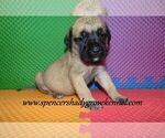 Small #2 Mastiff