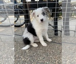 Small Photo #12 Border-Aussie Puppy For Sale in ANTELOPE, CA, USA