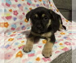 Small #1 German Shepherd Dog Mix