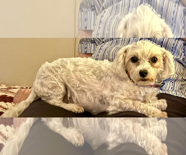 Medium Photo #3 Maltese Puppy For Sale in Fort Wayne, IN, USA