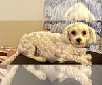 Small #2 Maltese