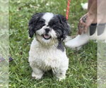 Small #4 Maltese