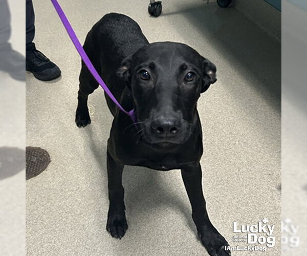 Medium Photo #1 Labrador Retriever-Unknown Mix Puppy For Sale in Washington, DC, USA