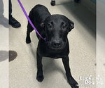 Arthur - Male Labrador Retriever-Unknown Mix Dog for Adoption - Small photo